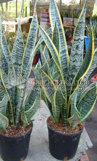 Sansevieria trifasciata 'Laurentii'